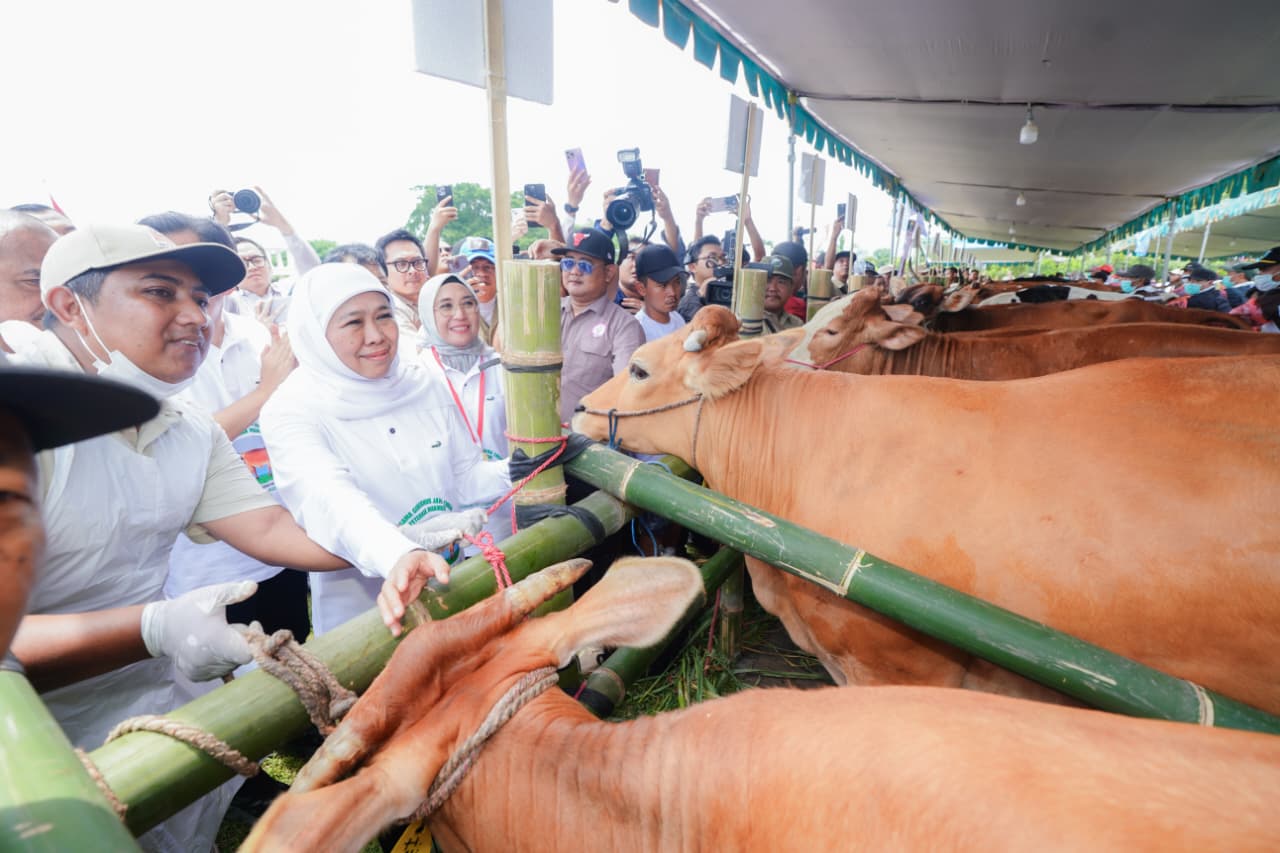 Berhasil Melakukan Inseminasi Buatan pada 1.099.397 Ekor Sapi Sepanjang 2025, Jawa Timur Pecahkan Rekor MURI