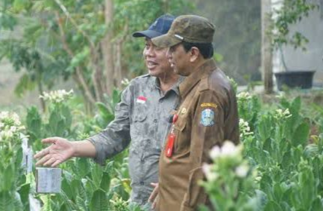 Disbun Jatim Tegaskan Inovasi Budidaya Kunci Hasilkan Tembakau Premium